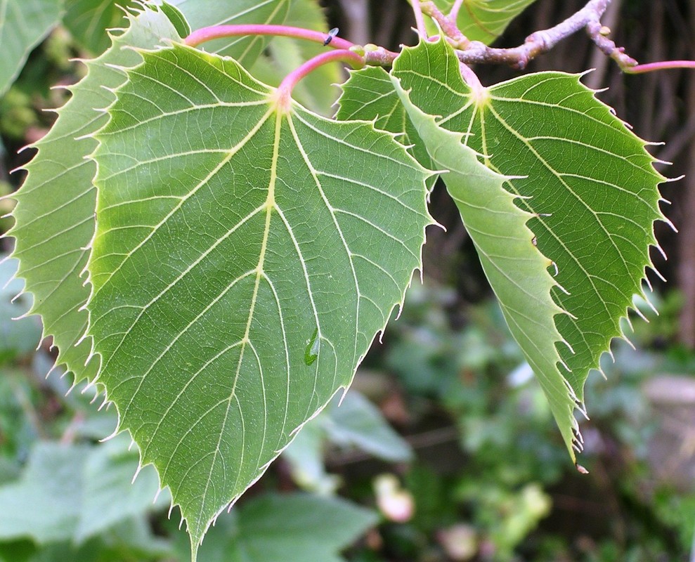 Tilia henryana 2.jpg
