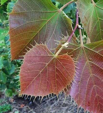 Tilia henryana.jpg