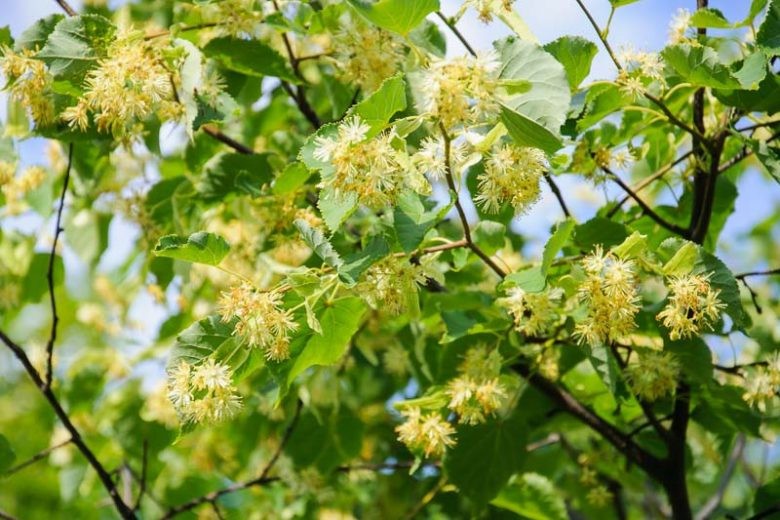 Tilia platyphyllos 1.jpg