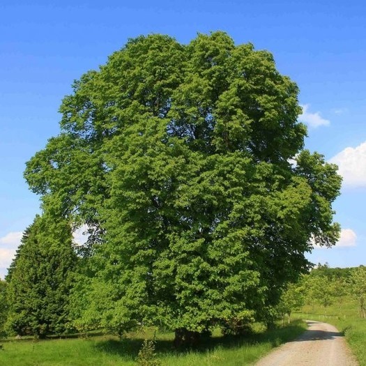 Tilia platyphyllos.jpg