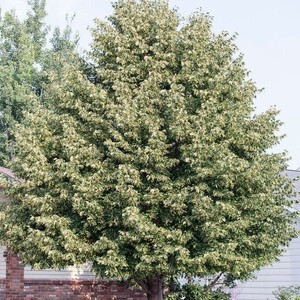 Tilia tomentosa 2.jpg