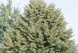 Tilia tomentosa (= T. alba, T. argentea) - srebrna lipa, bela lipa