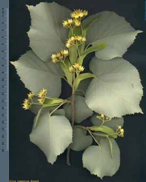 Tilia tomentosa.jpg