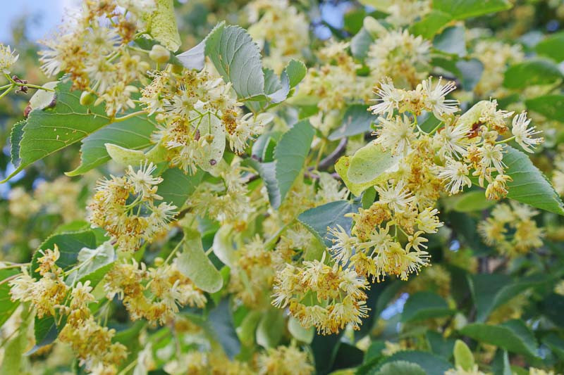 Tilia x europaea Euchlora 1.jpg