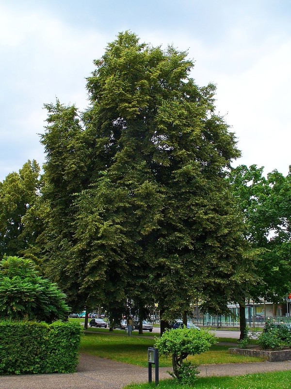 Tilia x europaea Euchlora.jpg