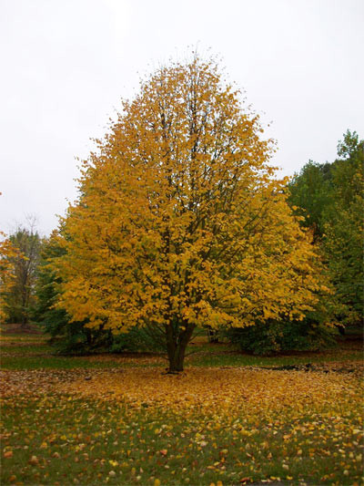 Tilia x europaea Pallida 1.jpg