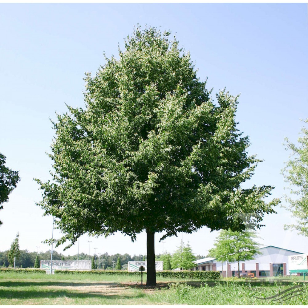 Tilia x europaea Pallida.jpg