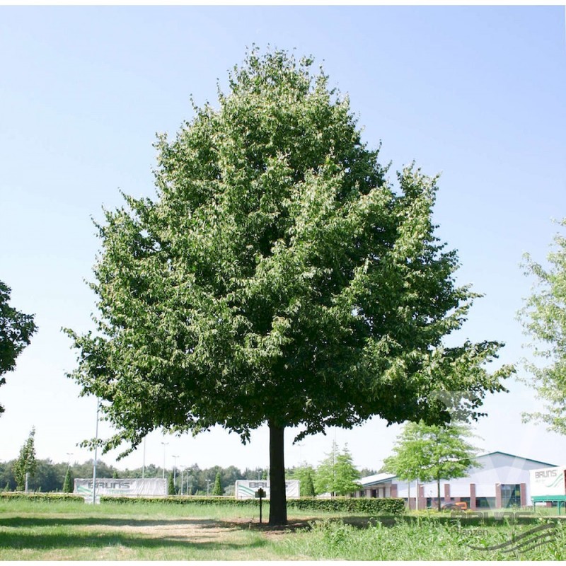 Tilia x europaea Pallida.jpg