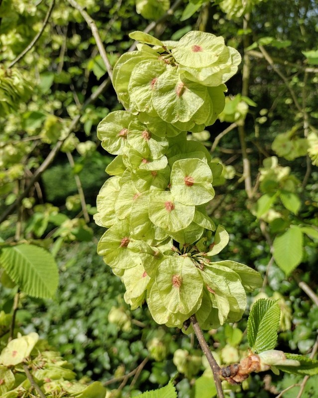 Ulmus glabra 1.jpg