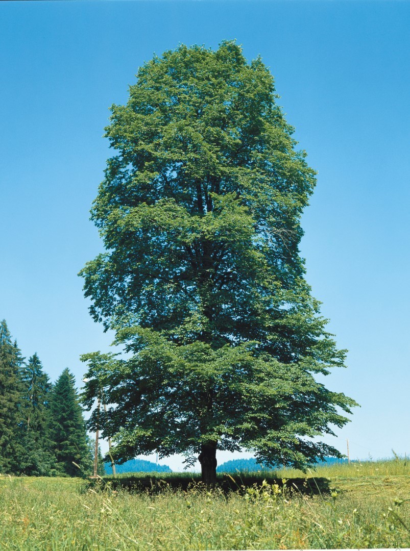 Ulmus glabra.jpg