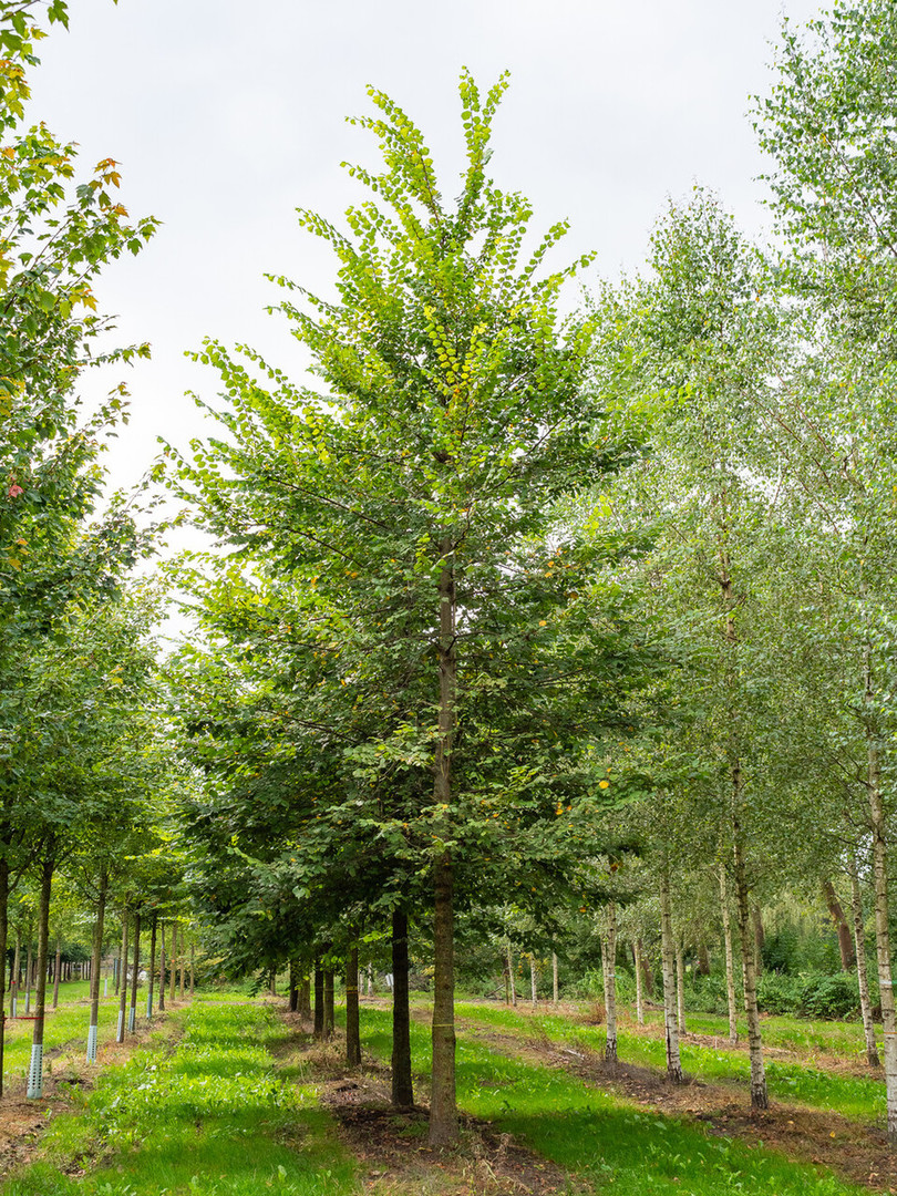 Ulmus laevis 1.jpg