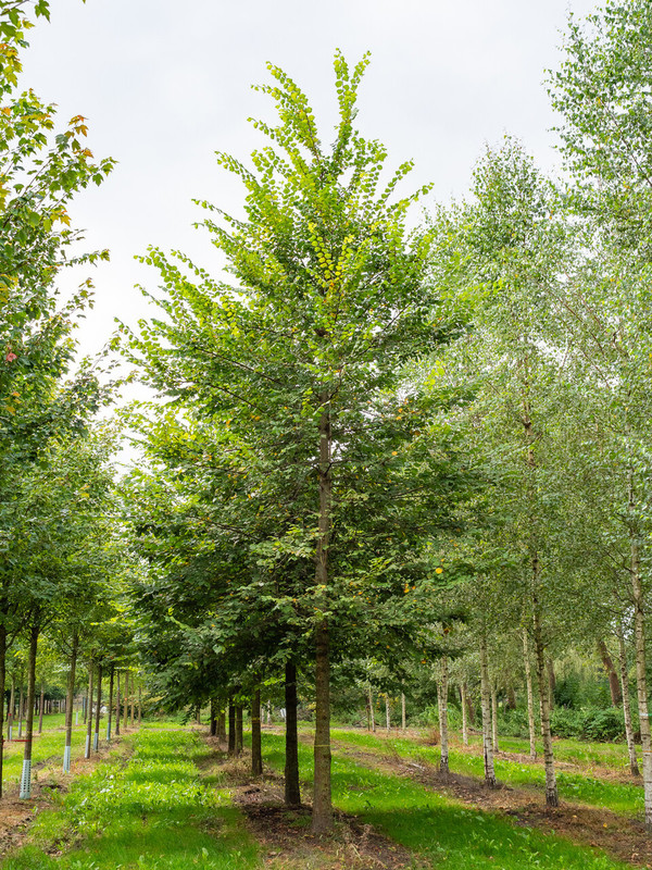 Ulmus laevis 1.jpg