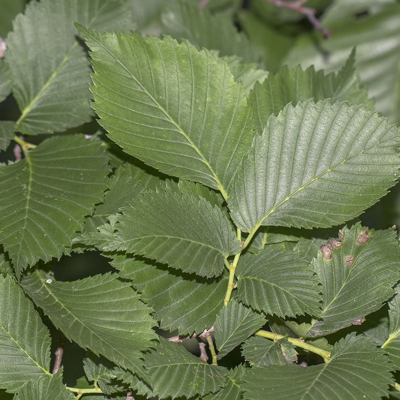Ulmus laevis 2.jpg