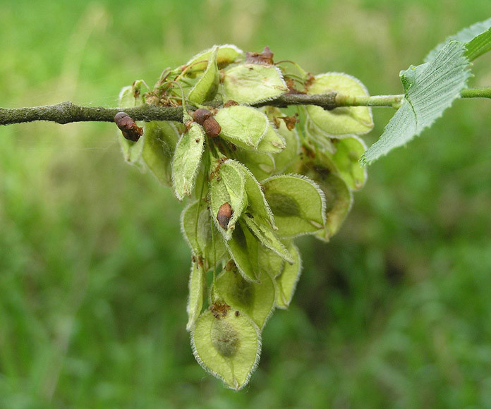 Ulmus laevis.jpg