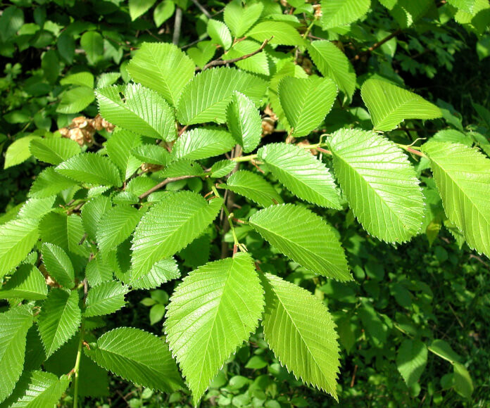 Ulmus minor 1.jpg