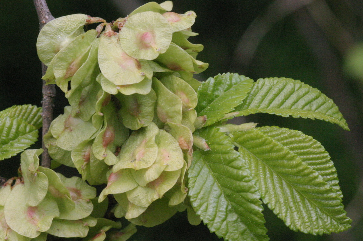 Ulmus minor 2.JPG