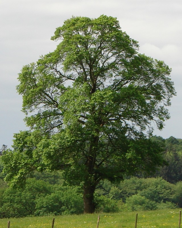 Ulmus minor.jpg