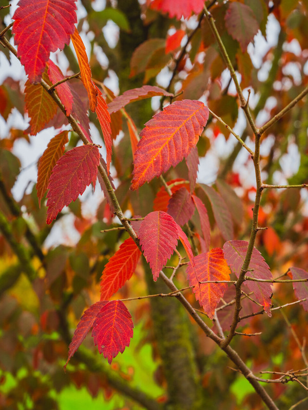 Zelkova serrata 1.jpg