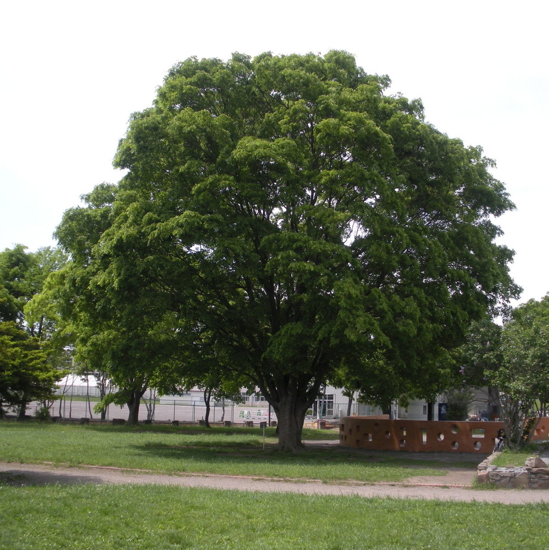 Zelkova serrata.jpg