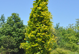 Fagus sylvatica 'Dawyck Gold'- stebrasta rumenolistna bukev