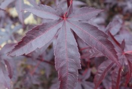 Acer palmatum 'Bloodgood' - rdečelistni japonski javor