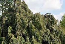 Fagus sylvatica 'Pendula' - povešava bukev