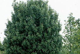 Acer campestre 'Lienco' - maklen, poljski javor