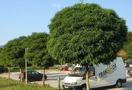 Robinia pseudoacacia 'Umbraculifera' - robinija s kroglasto krošnjo