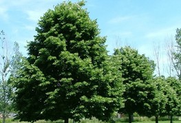 Tilia cordata - malolistna lipa, lipovec