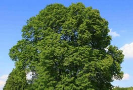 Tilia platyphyllos - velikolistna lipa