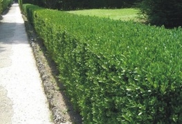 Buxus sempervirens - navadni pušpan