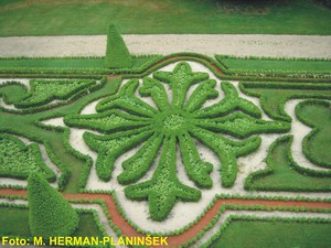 Buxus sempervirens Suffruticosa 1.jpg