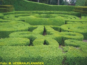 Buxus sempervirens Suffruticosa.jpg