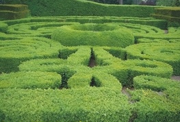 Buxus sempervirens 'Suffruticosa' - nizki pušpan