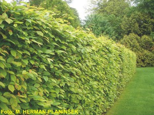 Carpinus betulus.jpg