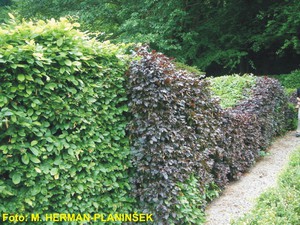 Fagus sylvatica 1.jpg