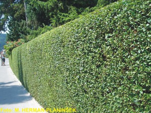 Ligustrum ovalifolium.jpg