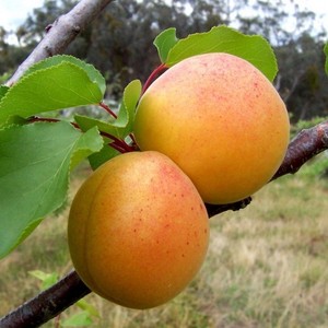 Novosadska kasnocvjetna.jpg