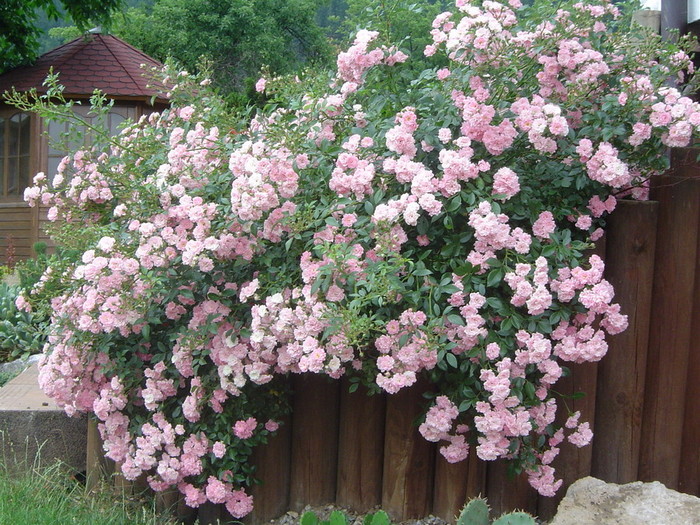 Rosa The Fary.jpg