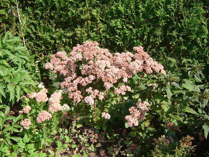 Rastline okoli hiše (2) 001.jpg