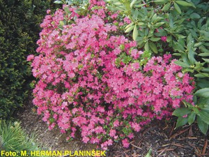 Azalea japonica.jpg