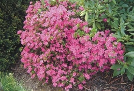 Azalea japonica - japonska azaleja (roza cvet)