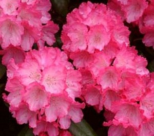 Rhododendron Fantastica.jpg