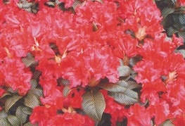 Rhododendron repens 'Baden Baden' - rododendron