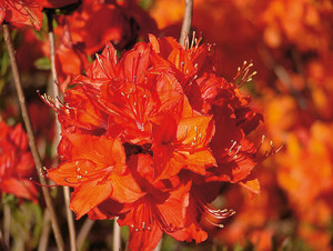 Azalea Parkfeuer.jpg