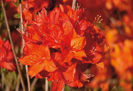 Azalea hy. 'Parkfeuer' - listopadna azaleja