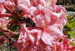 Azalea hy. 'Cecile' - listopadna azaleja