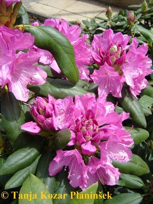 Rhododendron hybrida English Roseum.jpg