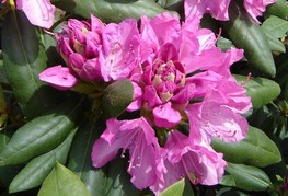 Rhododendron 'English Roseum' - rododendron