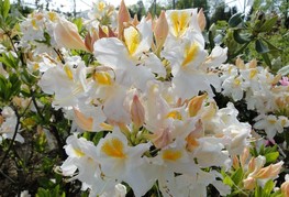 Azalea hy. 'Schneegold' - listopadna azaleja